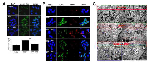 MPP+ 반응시킨 신경 세포에서 alpha-synuclein의 응집 증가를 확인함.