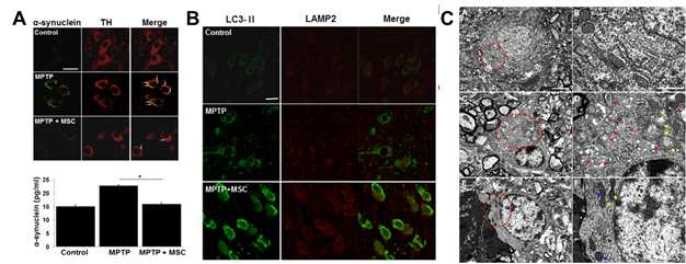 MPTP 주입한 동물모델에서 alpha-synuclein의 응집 증가를 확인.