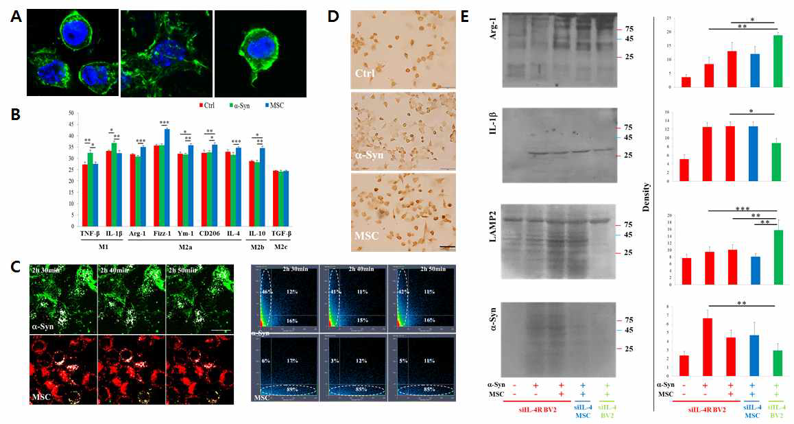 microglia의 cell line인 BV2 세포에 alpha-synuclein 자극 후 또는 중간엽 줄기세포를 함께 이중배 양한 후, F-actin의 염색을 통해 microglia의 형질 형태를 확인 (A). microglia의 형질을 qPCR을 통해 확인. 중간엽 줄기세포를 이중 배양했을 때 M2a의 형질이 증가함 (B). alpha-synuclein을 자극 후 2시간에 실시간 관찰을 conforcal을 통해 확인함. 중간엽 줄기세포를 이중 배양 하였을 때 microglia의 라이소좀 활성화가 증 가하고 알파시누클레인은 감소함 (C). BV2 세포와 Neuro2a 세포를 mix-culture를 한 후, alpha-synuclein을 자극한 그룹과 중간엽 줄기세포를 이중 배양한 그룹 사이의 세포 생존율을 NeuN 면역염색법을 통해 확인함. alpha-synuclein만을 자극한 그룹에서 NeuN 염색 세포가 감소됨. 반면에, 중간엽 줄기세포 이중 배양한 그룹 에서는 NeuN 염색 세포가 증가함 (D). IL-4는 microglia를 M2 형질로 전환시킴. 이에 따라 IL-4 또는 IL-4receptor의 siRNA 자극을 통해 중가엽 줄기세포에서 분비하는 IL-4로 인한 M2 변환임을 western blot 을 통해 확인함 (E).