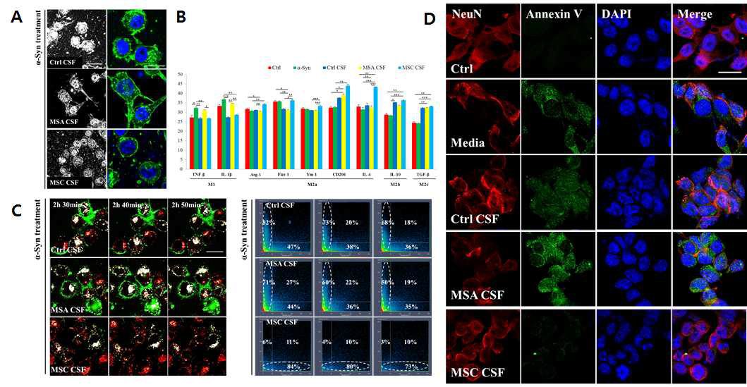 BV2 세포에 alpha-synuclein과 환자의 뇌척수액 10%를 함께 자극한 후, F-actin의 염색을 통해 microglia의 형질 형태를 확인 (A). microglia의 형질을 qPCR을 통해 확인. 중간엽 줄기세포 주입한 다계통 위축증 환자의 뇌척수액과 함께 자극했을 때 M2a의 형질이 증가함 (B). alpha-synuclein을 자극 후 2시간에 실시간 관찰을 conforcal을 통해 확인함. 중간엽 줄기세포 주입한 다계통 위축증 환자의 뇌척수액과 함께 자극했을 때 microglia의 라이소좀 활성화가 증가하고 알파시누클레인은 감소함 (C). BV2 세포와 Neuro2a 세포를 mix-culture를 한 후, alpha-synuclein을 자극한 그룹과 환자의 뇌척수액 10%를 함께 자극한 그룹 사이의 세포 생존율을 Annexin V 면역염색법을 통해 확인함. alpha-synuclein만을 자극한 그룹에서 Annexin V 발현하는 세포가 증가됨. 반면에, 중간엽 줄기세포 주입한 다계통 위축증 환자의 뇌척수액을 함 께 자극한 그룹에서는 Annexin V 발현 세포가 감소함 (D).