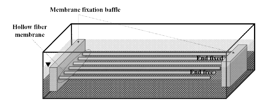 단기간 membrane integrity 실험 세트