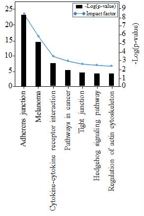 상위 7개의 biological pathway