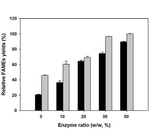 In situ esterification 반응에서 FAMEs 합성에 미치는 효소 비율의 영향