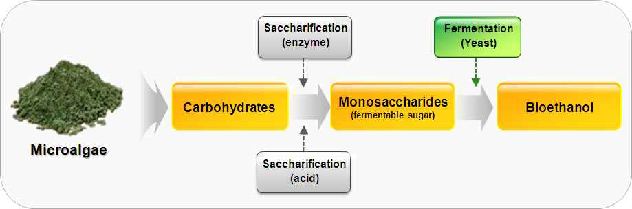 미세조류 바이오매스를 이용한 바이오에탄올 생산