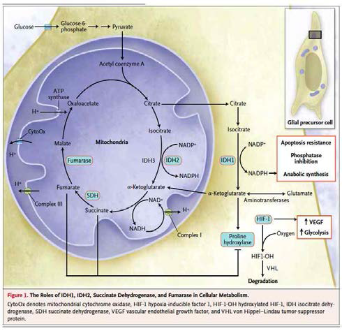 호기성 대사와 HIF 조절에 대한 최근 연구 동향 (NEJM, 2009)