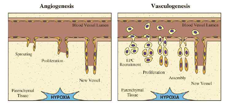 두 종류의 혈관형성과정과 hypoxia