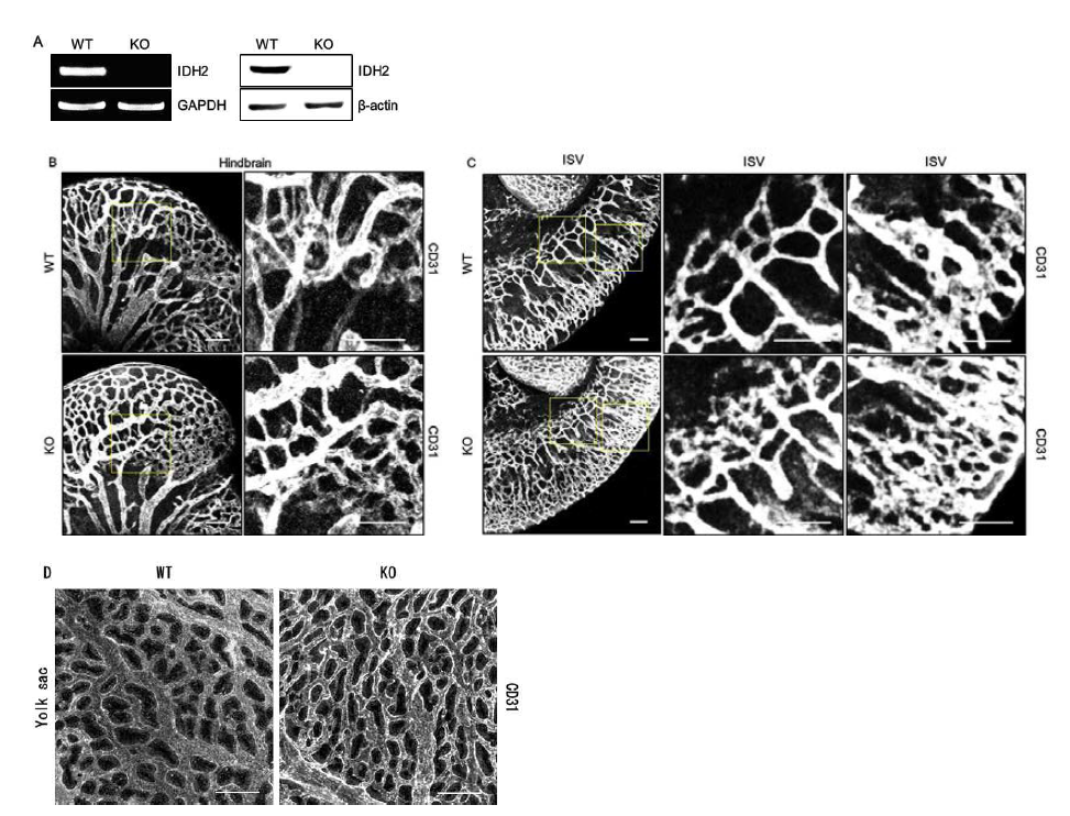 10.5일째 IDH2 KO 배아의 향상된 혈관 발생. 10.5일째 배아를 mRNA와 단백질 수준에서 IDH2 KO됨을 확인 (A). 혈관 내피세포 마커 (CD31)로 염색하여 hindbrain (B), intersomatic vessel (C), yolk sac (D)의 혈관 발생을 비교.