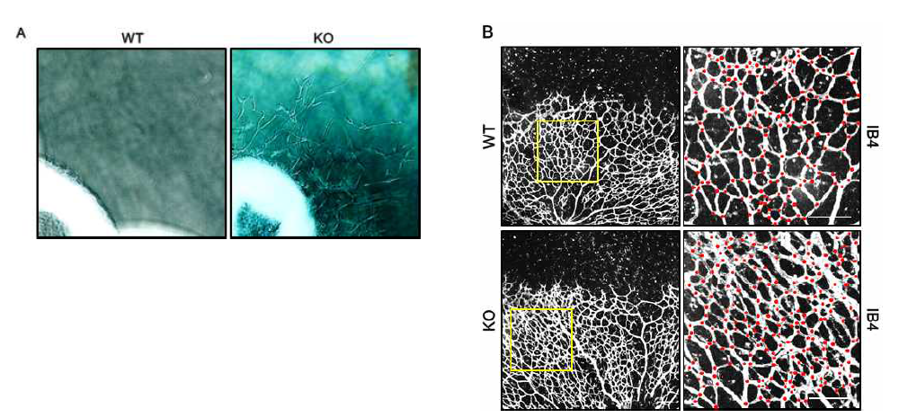 출생 후 IDH2 KO 마우스에서 향상된 혈관 형성능. IDH2 KO 성체 마우스의 aortic ring sprouting assay (A)와 출생 후 5일째 마우스의 망막 혈관의 혈관 내피 세포 마커 IB4 발현을 비교 (B).