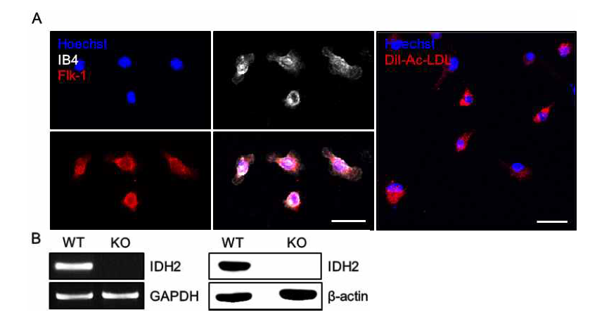 우측 red)와 같이 혈관 내피 세포 특이적 마커인 IB4, Flk-1, Ac-LDL을 EPC에 염색하여 관찰 (A). IDH2 KO 마우스의 EPC에서 IDH2의 RNA 및 단백질 발현이 결여됨 (B).