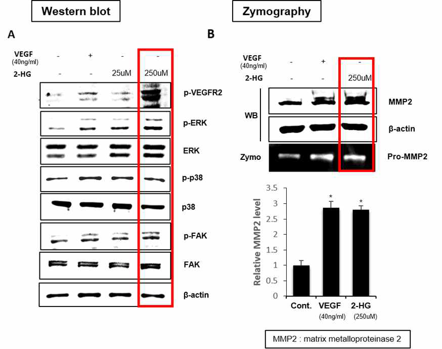 D-2HG에 의한 VEGF 유래 신호전달 경로 활성화 및 MMP2 발현 증가