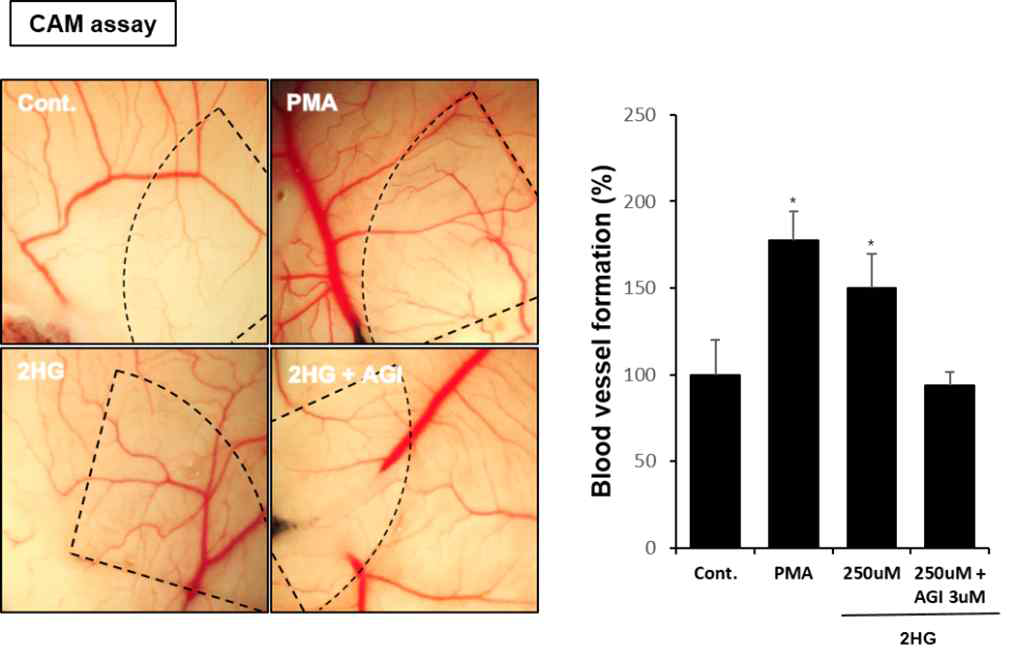D-2HG에 의한 CAM에서의 혈관신생 촉진 효과