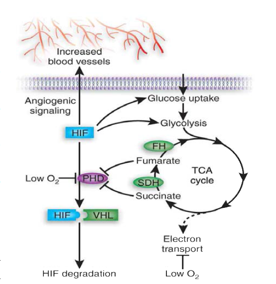대사체의 HIF 안정성 조절기전