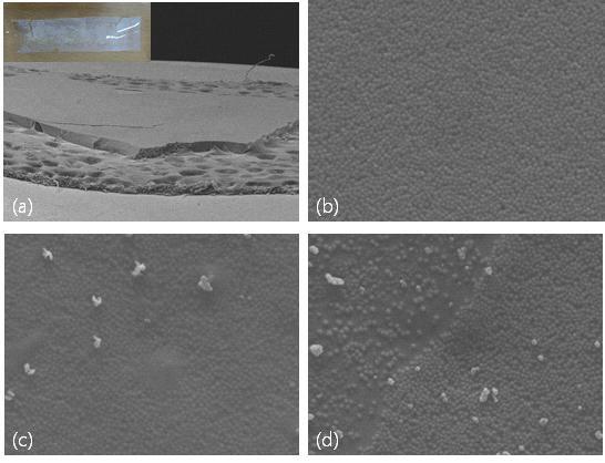 380 RPM의 회전속도로 PEGDA를 투여 후 경화시킨 필름의 표면 SEM 결과