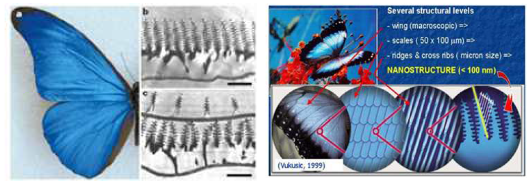 구조색을 갖는 곤충의 전형적인 예의 mopho 나비의 파란색 파장을 내는 나노 구조