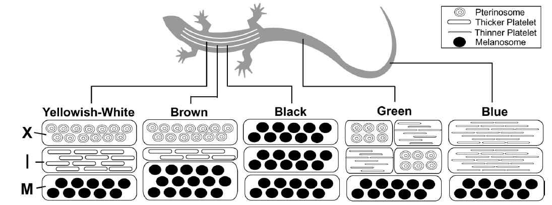 Plestiodon latiscutatus 도마뱀의 꼬리의 화려한 구조색과 그 원리 (Kuriyamaet al, Zoological Science, Vol 23, 2006)