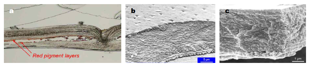 겉날개 단면의 SEM images