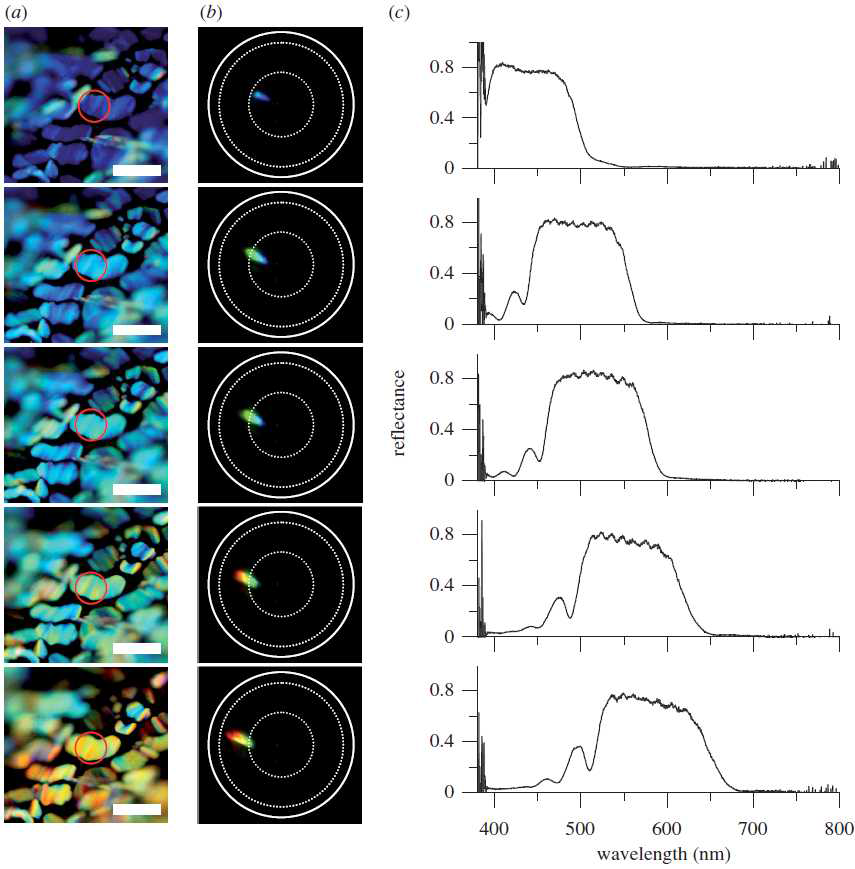 far-field pattern의 spot position에서 정략적으로 platelet의 기울어진 각도는 다음의 그림3-154로부터 확인할 수 있음.