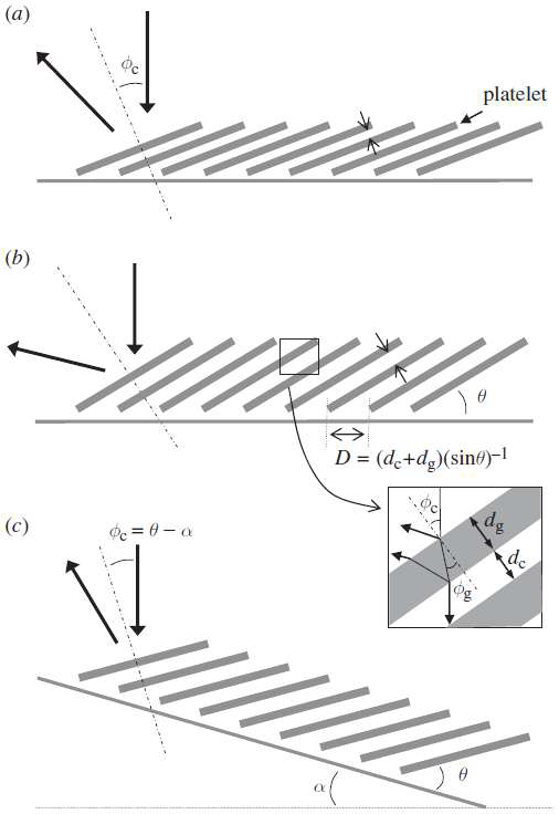 far-field pattern의 spot position으로부터 platelet의 기울기 각도의 확인 과정