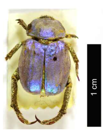 Hoplia coerulea