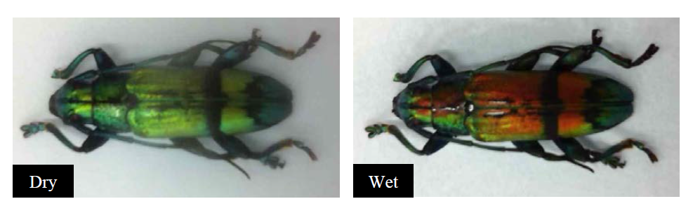 습도에 따라 구조색이 변화하는 이사벨라 하늘소