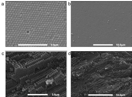 SEM images of the fabricated opal film