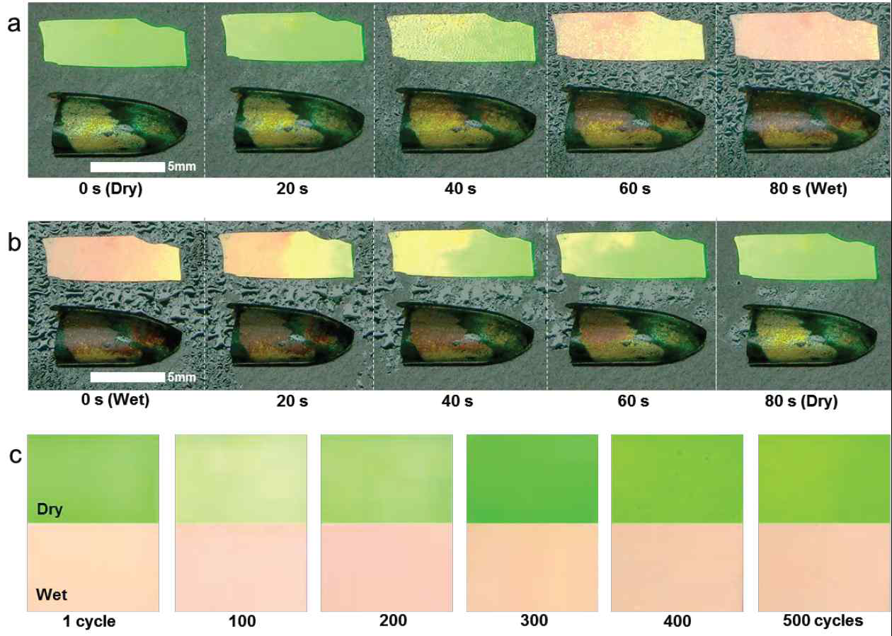 Hygrochromic comparison of the colorimetric film and the beetle elytra