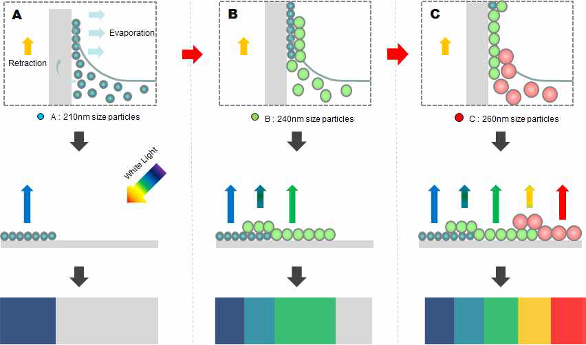 3가지 실리카 입자를 가지고 무지개 복합색을 내도록 광결정 구조를 제작하는 방법 개략도