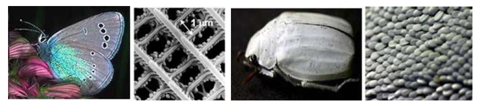 생명체의 복합색 중에서 흰색을 내는 배추잎 나비와 흰색 장수풍뎅이 표피 의 광결정 나노 구조