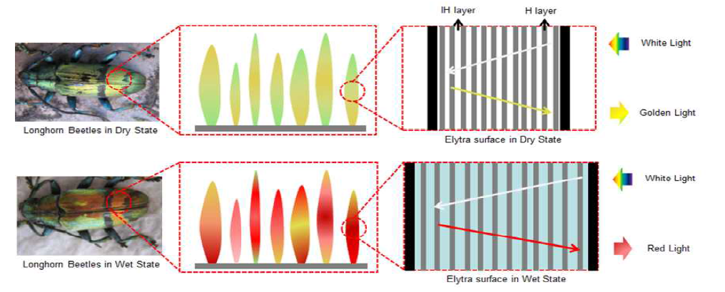 이사벨라 하늘소 Tmesisternus isabellae의 습도에 따른 색변화 모습과 날개의 나노 구조 특성