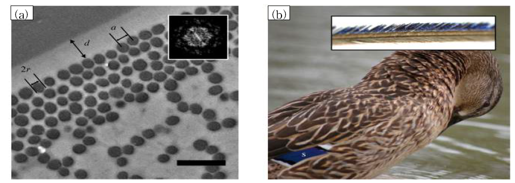 (a) 구조색을 띄는 깃털((b)의 S 부분)의 단면 SEM 이미지. 케라틴 피질에 멜라닌 막대가 배열되어 있음. r은 멜라닌 막대의 반경, d는 케라틴 피질의 두께, a는 멜라닌 막대사이의 거리 (b) 암컷 청둥오리의 사진. 날개의 파란색 부분(S)이 구조색을 띄는 부분