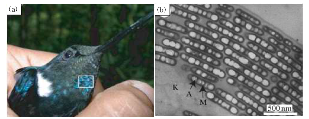 Hummingbird(C. prunellei)의 사진. (b) (a)에서 Humming bird의 턱 부분 깃털 SEM 사진. K는 케라틴, A는 공기, M은 멜라닌.