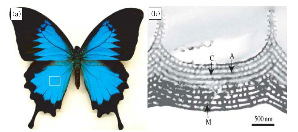 (a) 모포나비(P. ulysses)의 사진. (b) (a)의 파란 날개 단면 TEM 이미지. C는 키틴, A는 공기, M은 멜라닌.
