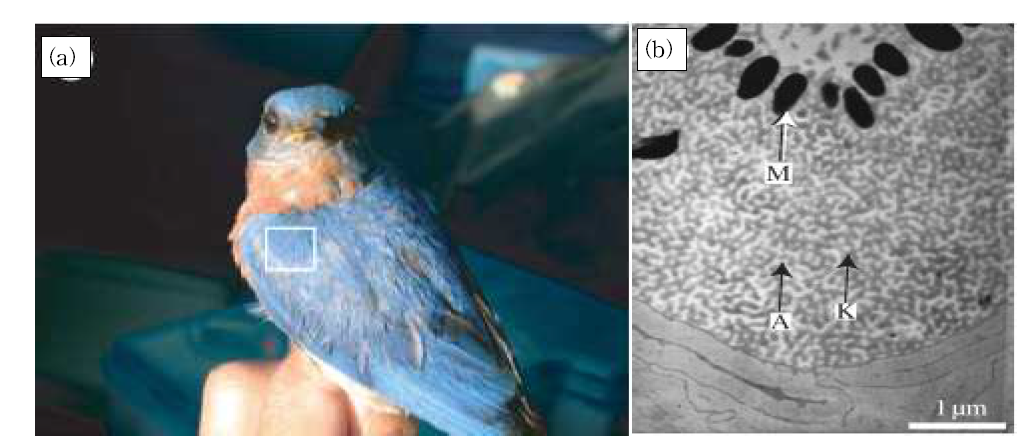 (a) Bluebird(Sialia sialis)의 사진. (b) (a)의 파란 날개 깃털 단면 TEM 이미지. K는 케라틴, A는 공기, M은 멜라닌.