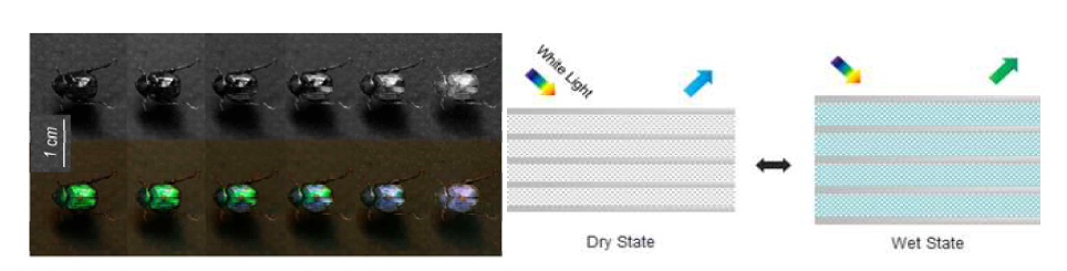 Hoplia coerulea 장수풍뎅이의 습도에 따른 색변화 모습과 나노 구조 특성