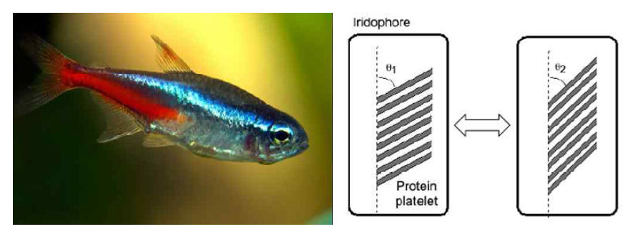 neon tetra 물고기의 구조색을 보여주는데 iridophore의 단백질 platelet의 각도가 변하게 되면서 구조색의 변화가 일어남