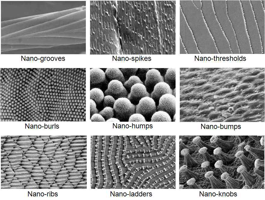 다양한 생명체의 표면 나노 구조 패턴과 특성