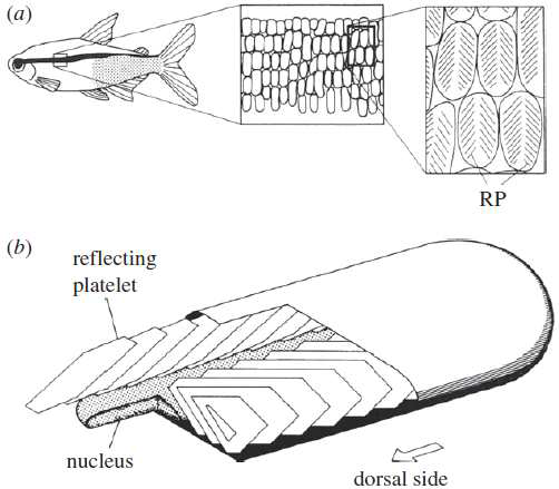 neon tetra의 lateral stripe 의 구조 [S.Yohioka, 2010]