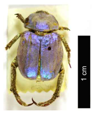 Hoplia coerulea