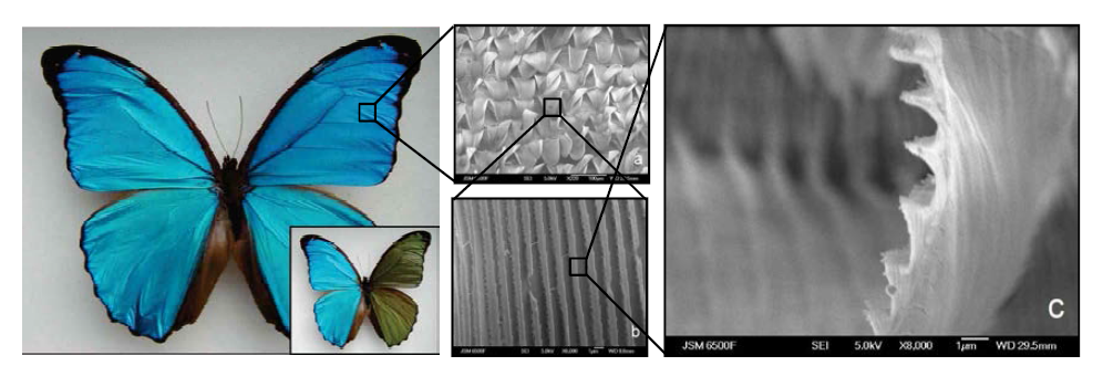 모포나비(Morpho Butterflies)와 구조색을 갖는 날개의 일부를 주사전자현미경 으로 촬영한 결과 [Osamu