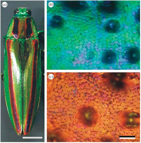 보석 딱정 벌레 사진과 각 특정 구조색을 갖는 표피를 촬영한 사진