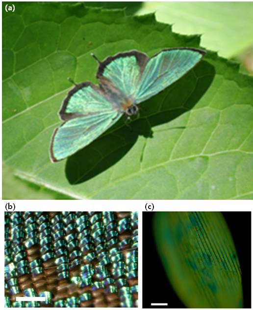 초록의 구조색을 갖는 Lycaenid butterfly사진과 비늘을 확대 촬영한 사진