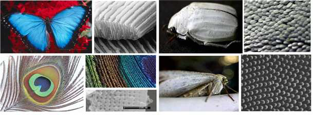 자연 속에서 존재하는 광결정 구조에 의한 색깔 변화: 모포 나비/공작새 깃털/흰색풍뎅이/나방눈의 나노 표면 구조에 의한 구조색