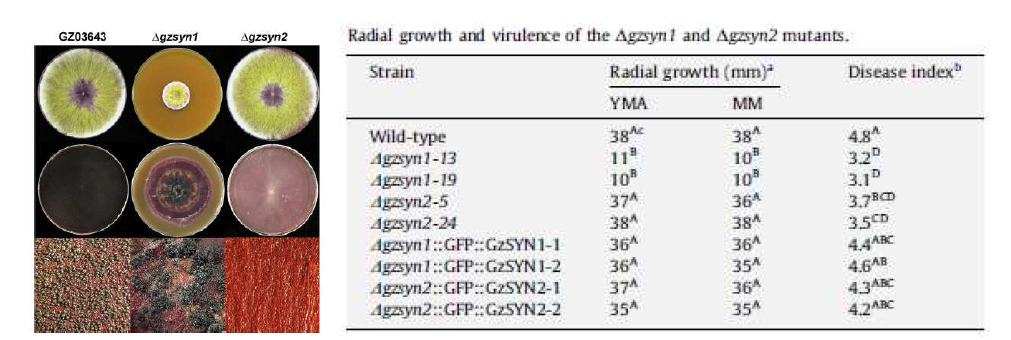붉은곰팡이의 gzsyn1과 gzsyn2 결손변이체의 유성생식과 병원성