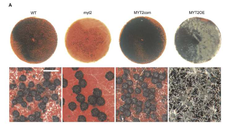 붉은곰팡이의 MYT2 결손변이체의 자실체 크기