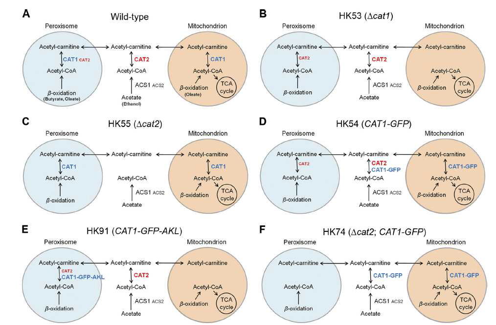 붉은곰팡이의 carnitine-dependent acetyl-CoA transport에 관한 예상 모델