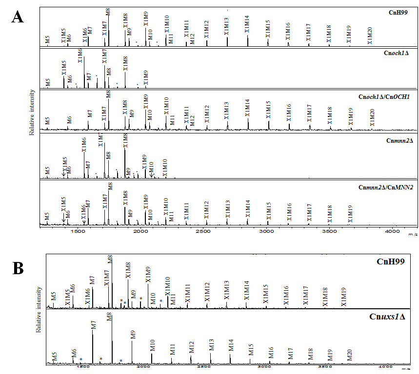 (A.) C . neoformans의 H99 야생형(CnH99)과 Cnoch1Δ, Cnoch1Δ /CnOCH1, Cnmnn2Δ, Cnmnn2Δ/CnMNN2 균주의 N -당사슬 프로파일 비교. (B) CnH99 균주와 Cnuxs1Δ 변이주의 CWPs 유래 N -당사슬 프로파일 비교.