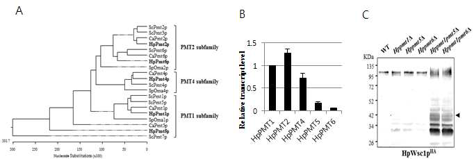 H. polymorpha PMT 유전자 발굴 및 기능 분석 (A) 효모 및 진균류의 Pmt 단백질의 계통수. (B) H. polymorpha에서의 PMT 유전자 발현, C. Hppmt 돌연변이주에서의 세포