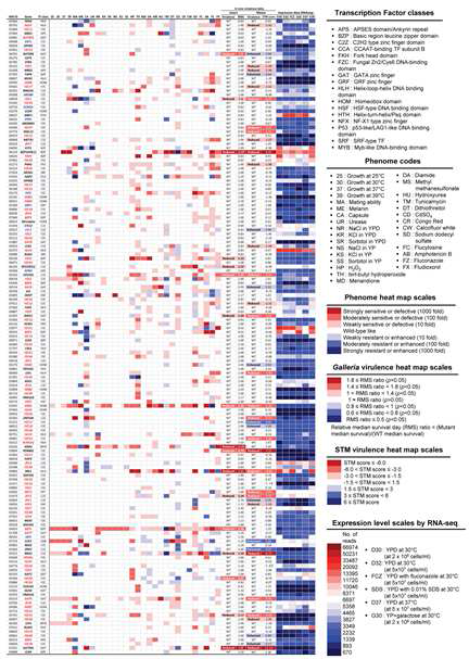 전사조절인자 phenome heat map