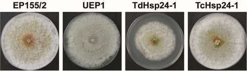 Colony morphology of the CpHsp24-null mutant strain.