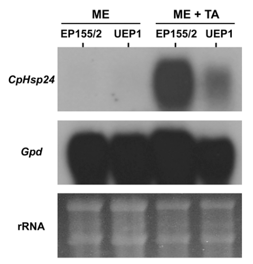 Northern blot analysis of CpHsp24 in response to tannic acid (TA) supplementation.